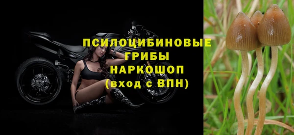 стаф Алзамай