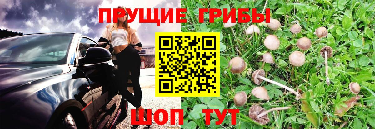 Галлюциногенные грибы Psilocybine cubensis Минусинск